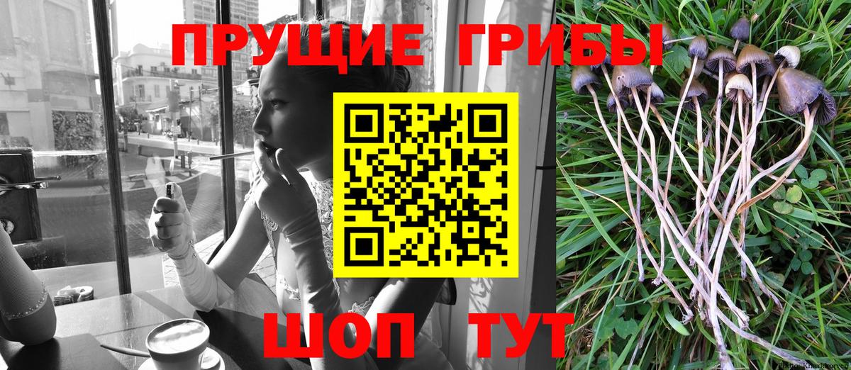 Псилоцибиновые грибы мицелий Тихорецк